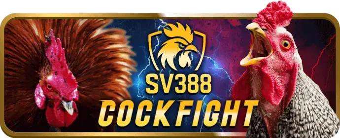 Đá gà Cựa Sắt/Cựa Dao Bong69